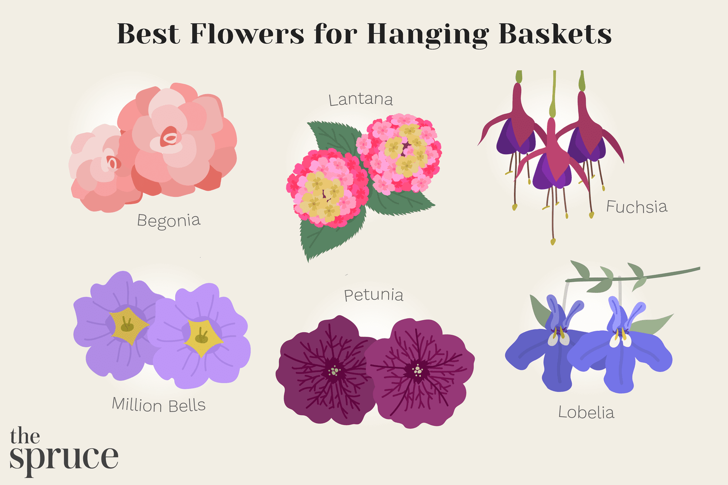 Illustration de fleurs de Bégonia, Lantana, Fuchsia, Million Bells, Pétunia, et Lobelia