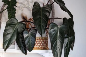 Philodendron Dark Lord : Comment cultiver cette plante d’intérieur saisissante et peu exigeante