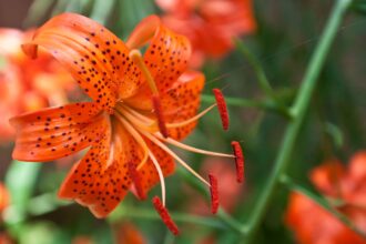 Quand faut-il planter des bulbes de lys ? Pourquoi les jardiniers recommandent de planter dès maintenant pour une floraison au printemps.