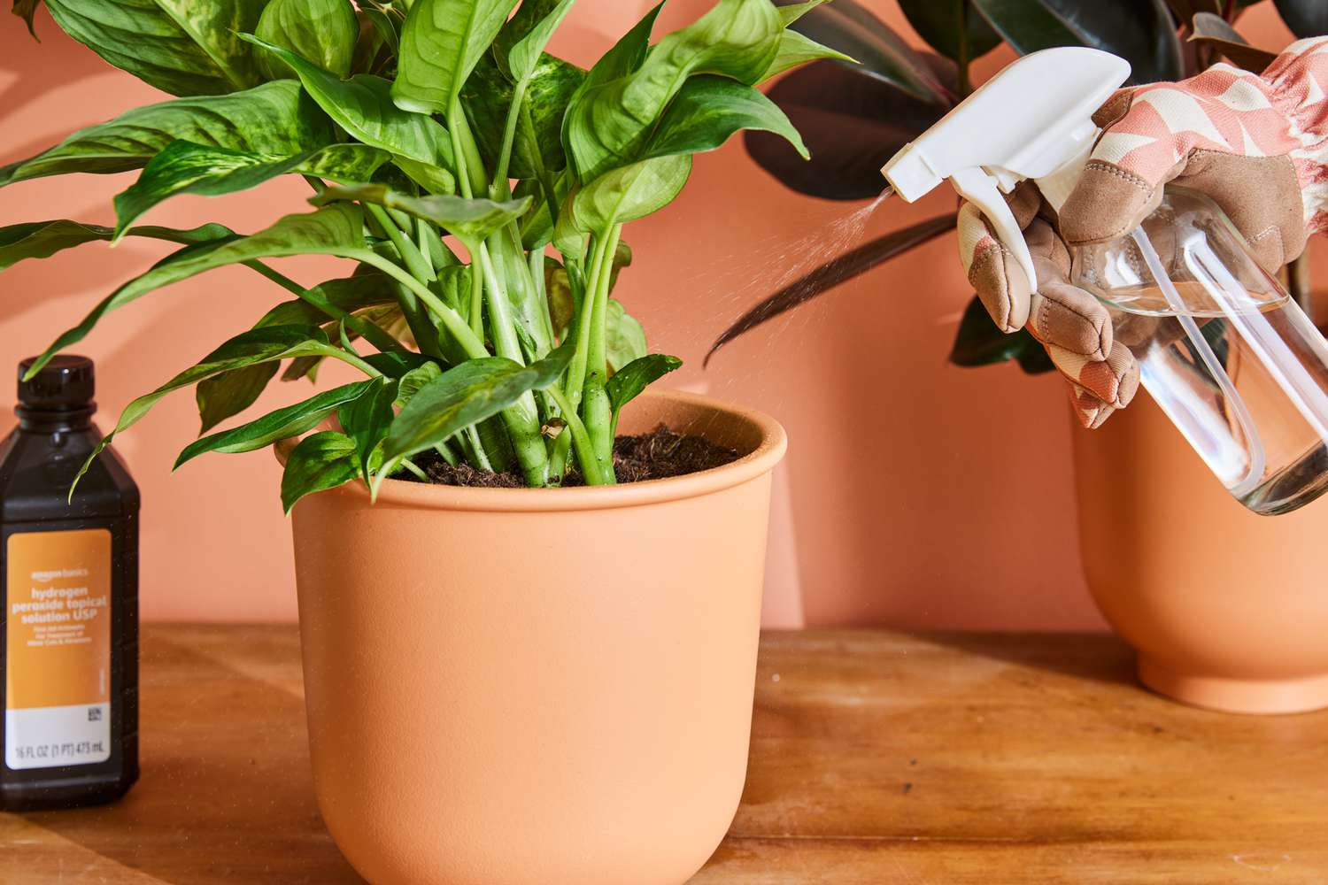 Personne vaporisant du peroxyde d'hydrogène dans le sol d'une plante d'intérieur.