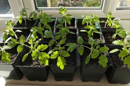 Les tomates nécessitent des soins particuliers en hiver : que faire dès maintenant pour des plantes en pleine forme ?