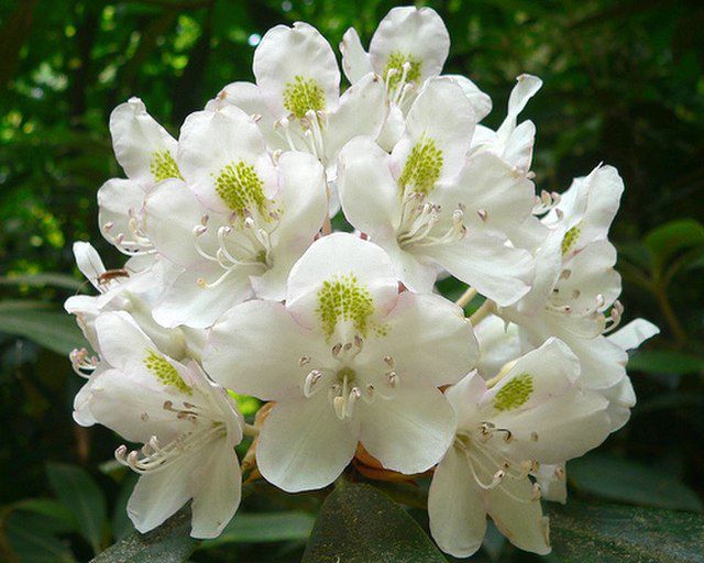 Cultiver des Rhododendrons Maximaux est un jeu d’enfant — Voici comment le faire comme un pro.