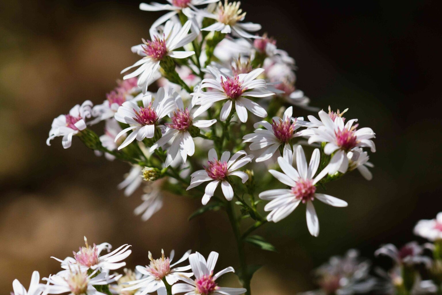 Guide de culture de l’aster calico (Symphyotrichum lateriflorum)