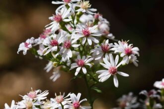 Guide de culture de l’aster calico (Symphyotrichum lateriflorum)