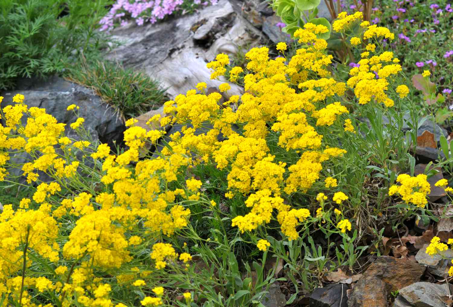 Fleurs d'alyssum jaune dans un jardin tolérant à la sécheresse