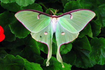 Comment attirer des phalènes de lune dans votre jardin