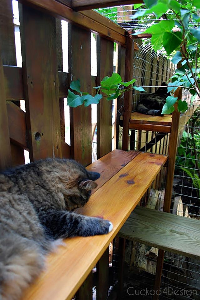 Des chats profitent d'un catio clôturé