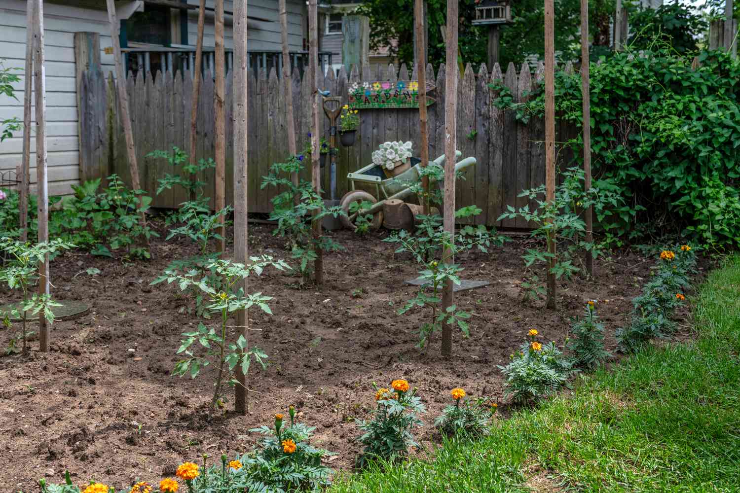 Plants de tomates dans le jardin