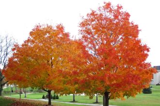 Envie d’un superbe feuillage automnal dans votre jardin ? Plantez un érable à sucre Fall Fiesta.