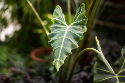 L’Alocasia Sarian, la plante d’intérieur idéale pour votre salle de bain : voici comment la cultiver.