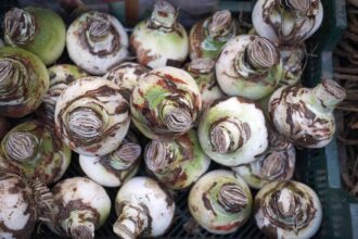 Comment conserver les bulbes d’amaryllis