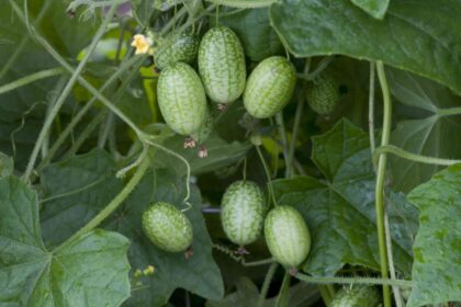 Comment cultiver et entretenir des cucamelons dans votre jardin