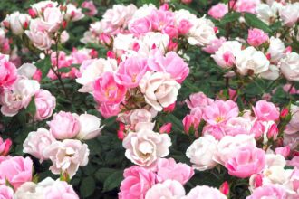 Un guide pour rempoter des roses : Quand et comment replanter