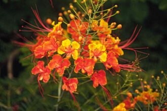 L’Oiseau du Paradis Mexicain : L’arbuste magnifique à planter dès maintenant—Voici comment faire.