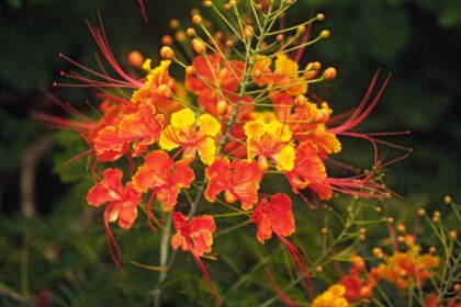 L’Oiseau du Paradis Mexicain : L’arbuste magnifique à planter dès maintenant—Voici comment faire.