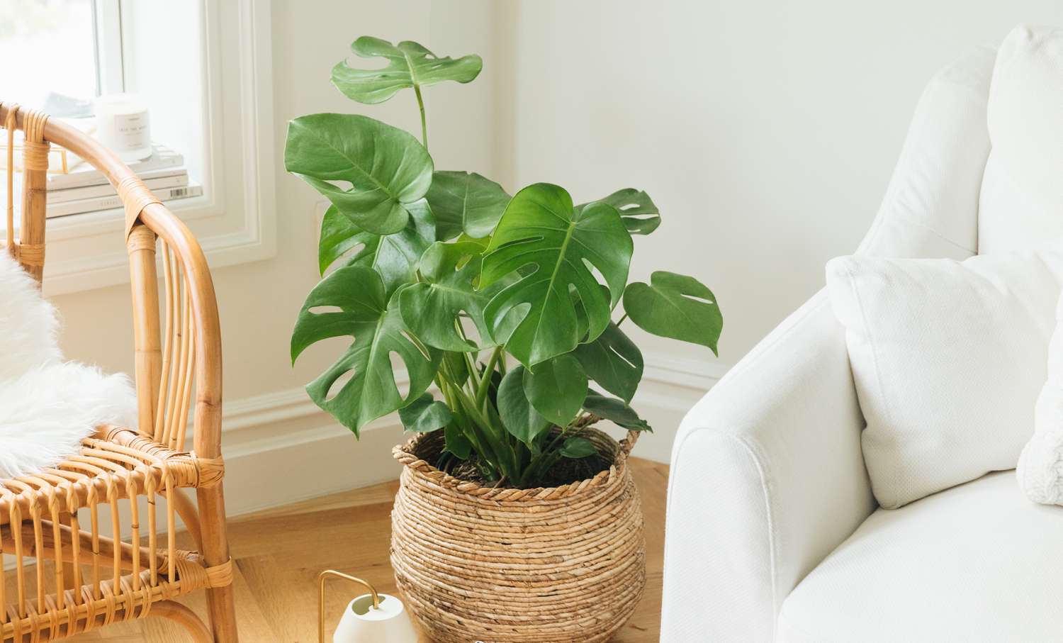 plante monstera