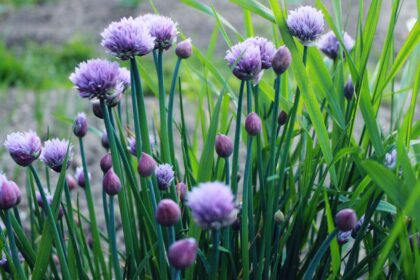 7 Herbes qui Peuvent Survivre à l’Hiver pour Poursuivre vos Récoltes, Selon un Jardinier