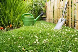 Comment planter une pelouse de trèfle – et pourquoi vous devriez le faire