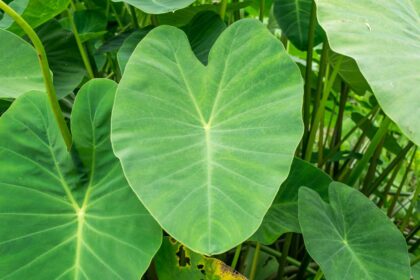 Les Oreilles d’Éléphant Demandent des Soins Particuliers en Hiver : Que Faire Dès Maintenant pour des Plantes Heureuses