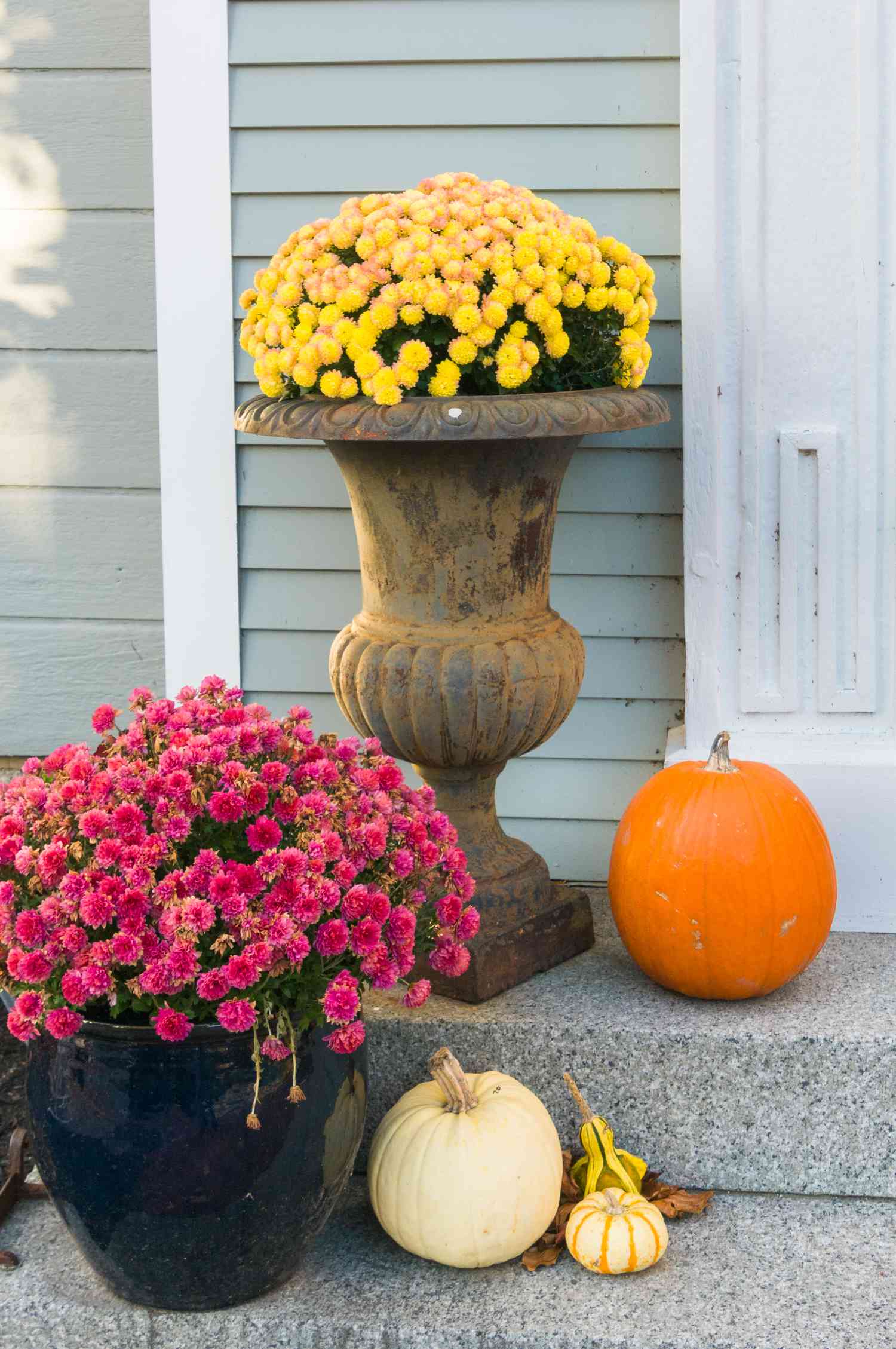 Chrysantèmes d'automne sur un porche