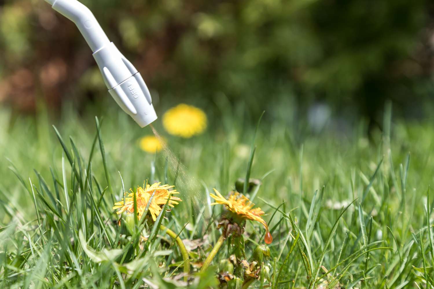Pulvérisation d'un herbicide sur un pissenlit