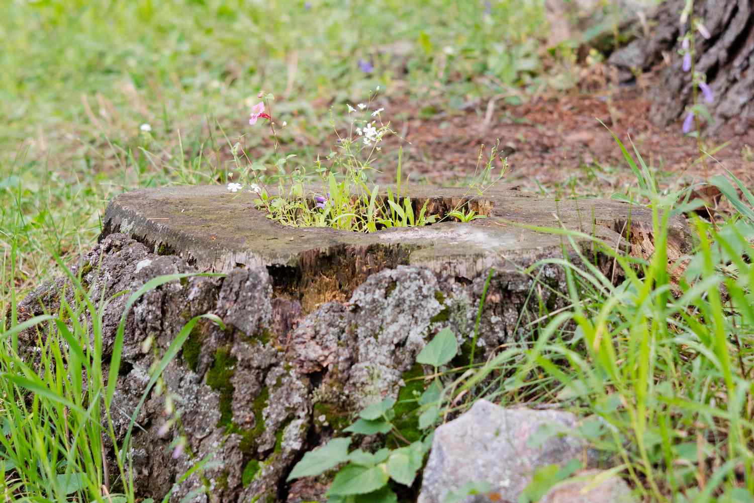 Choisir l'emplacement d'un jardin de fées