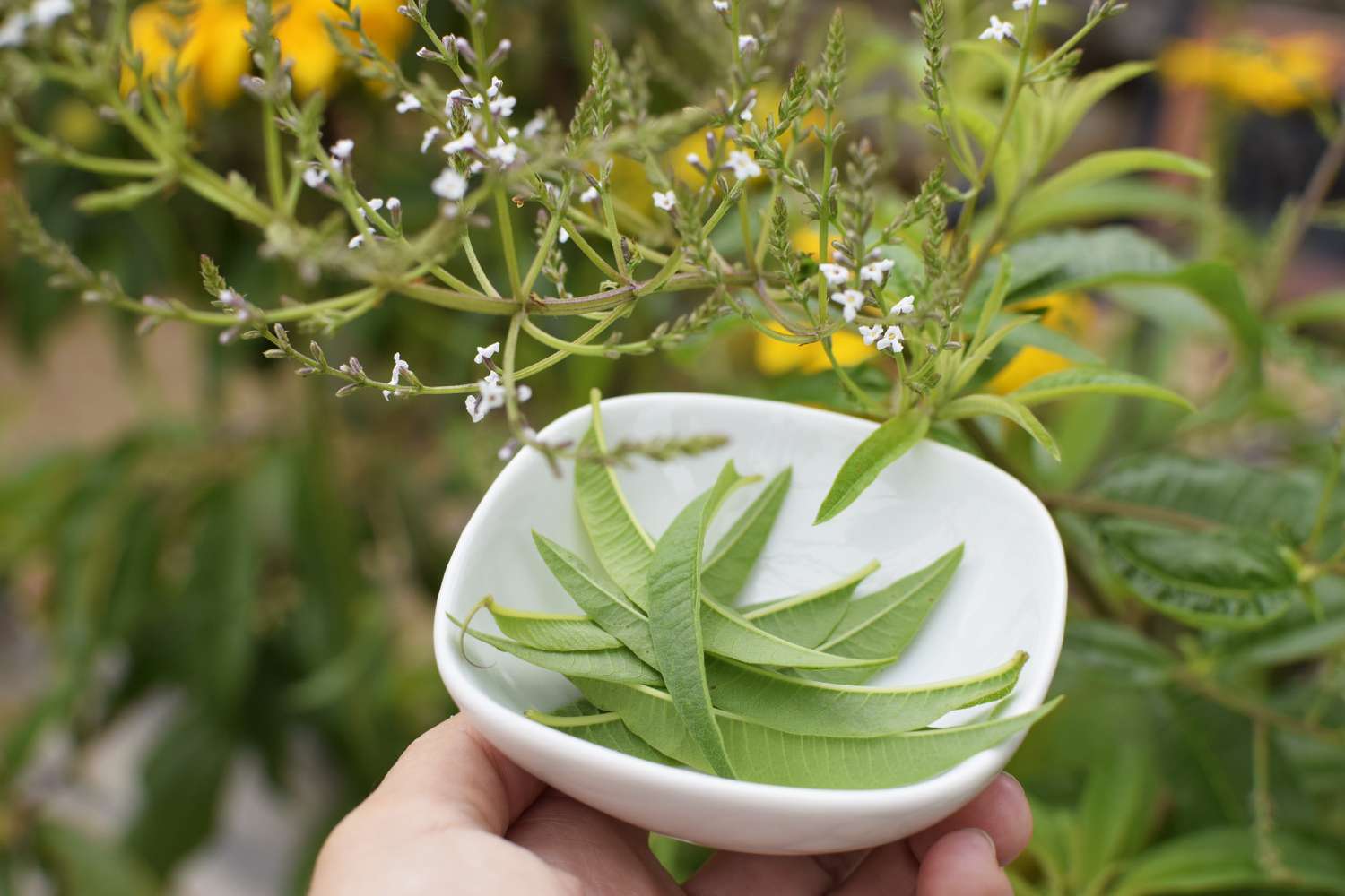 Tiges de verveine citronnée avec de petites fleurs blanches sur une coupe blanche de feuilles cueillies.