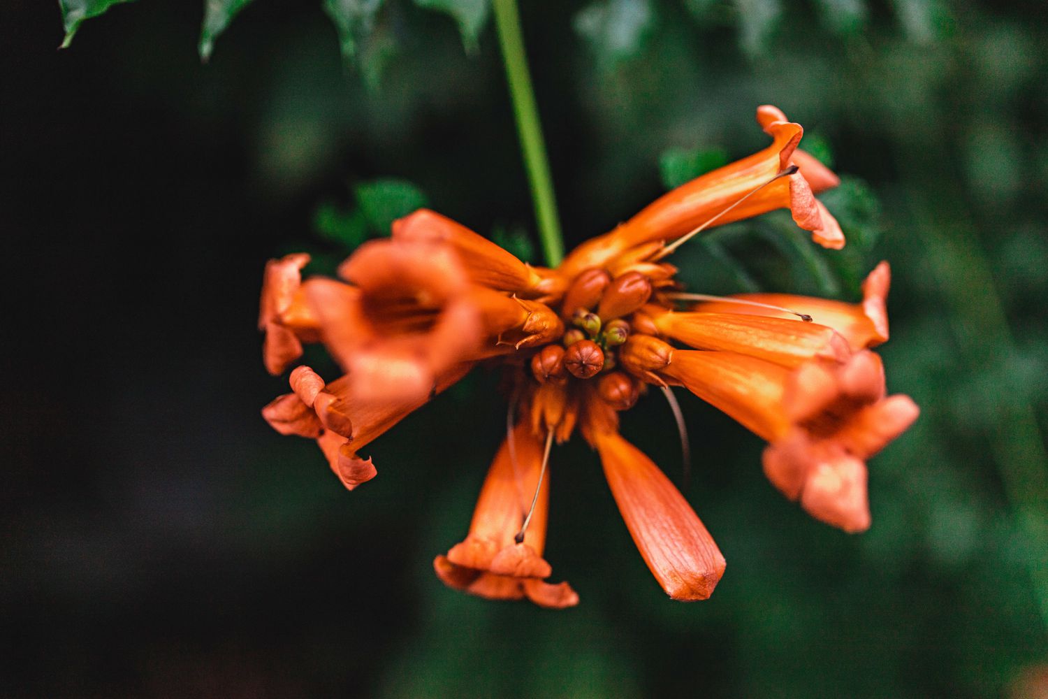 floraison de la vigne trompette orange
