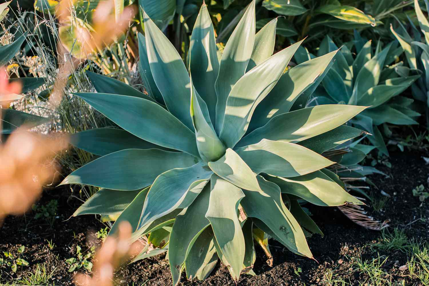 grande plante d'agave