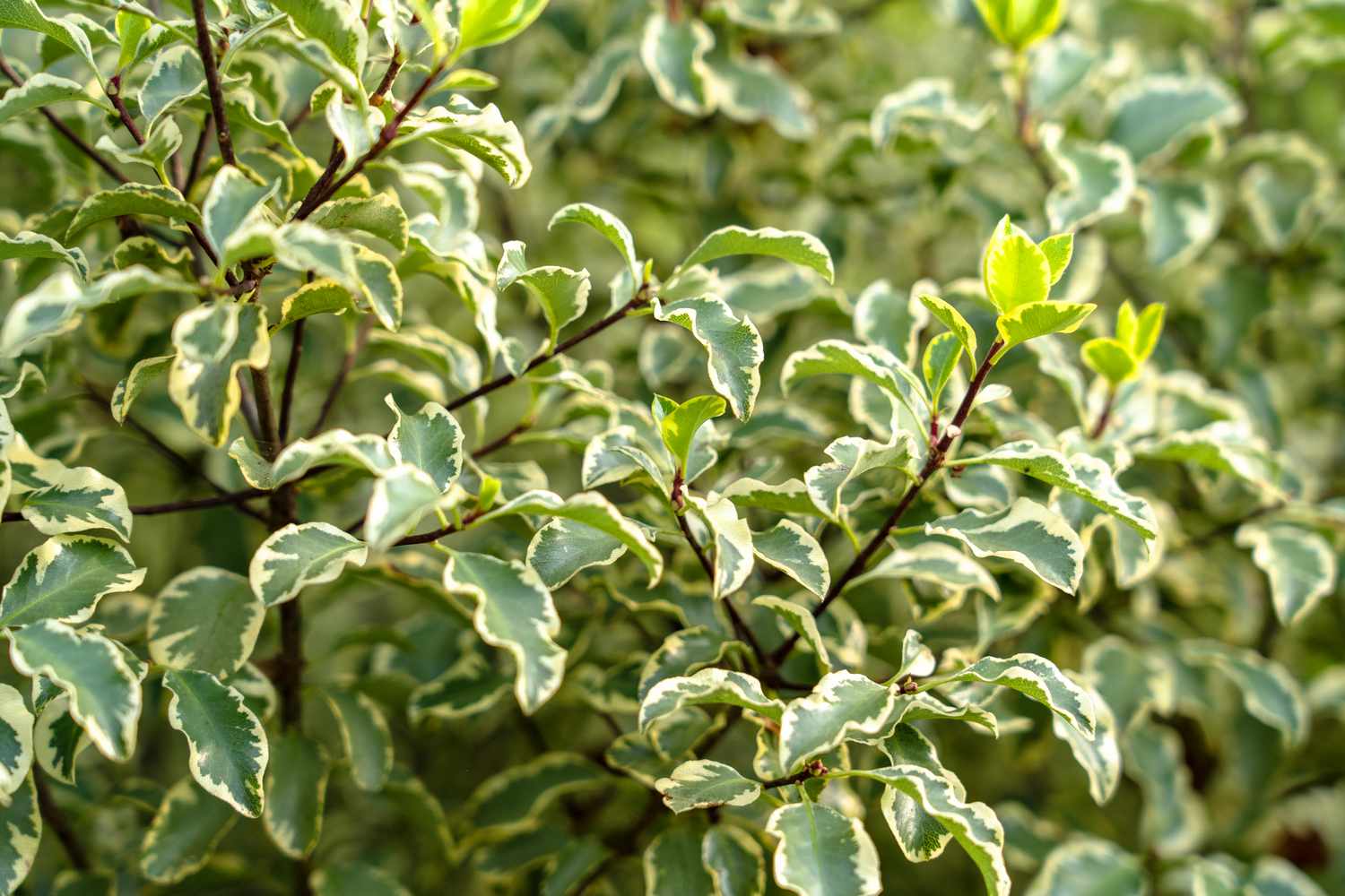 Gros plan de pittosporum tenuifolium