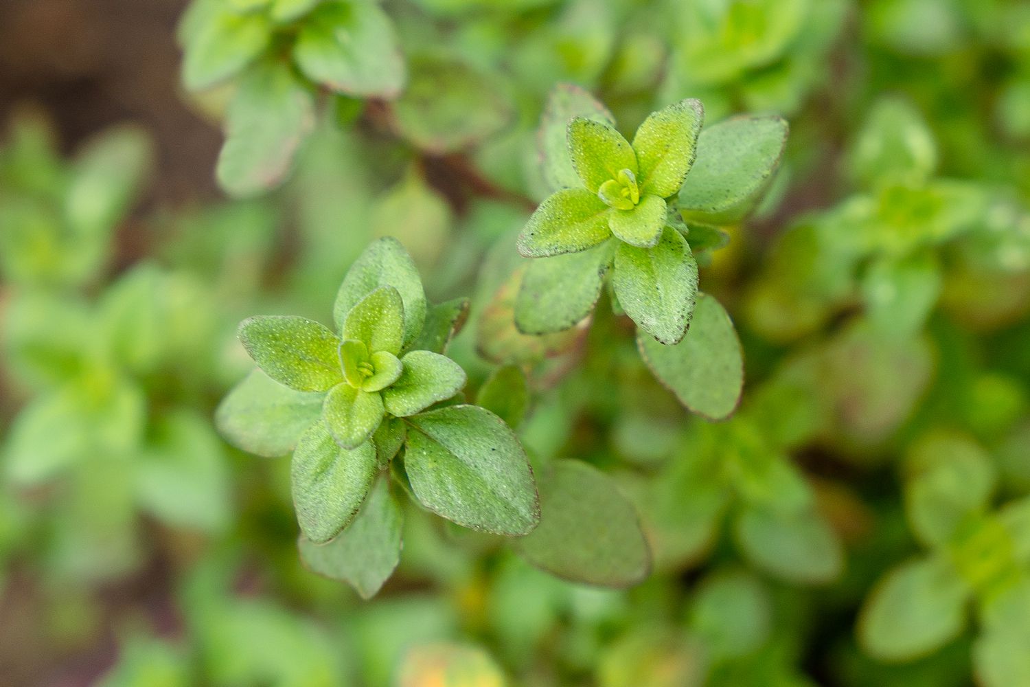 Herbe de thym citronné avec de minuscules feuilles ovales sur la tige gros plan