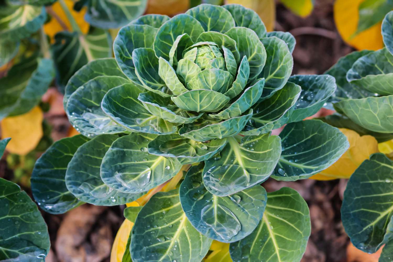 choux de Bruxelles dans un jardin