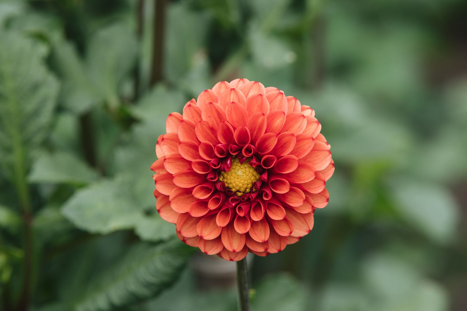 dahlia orange