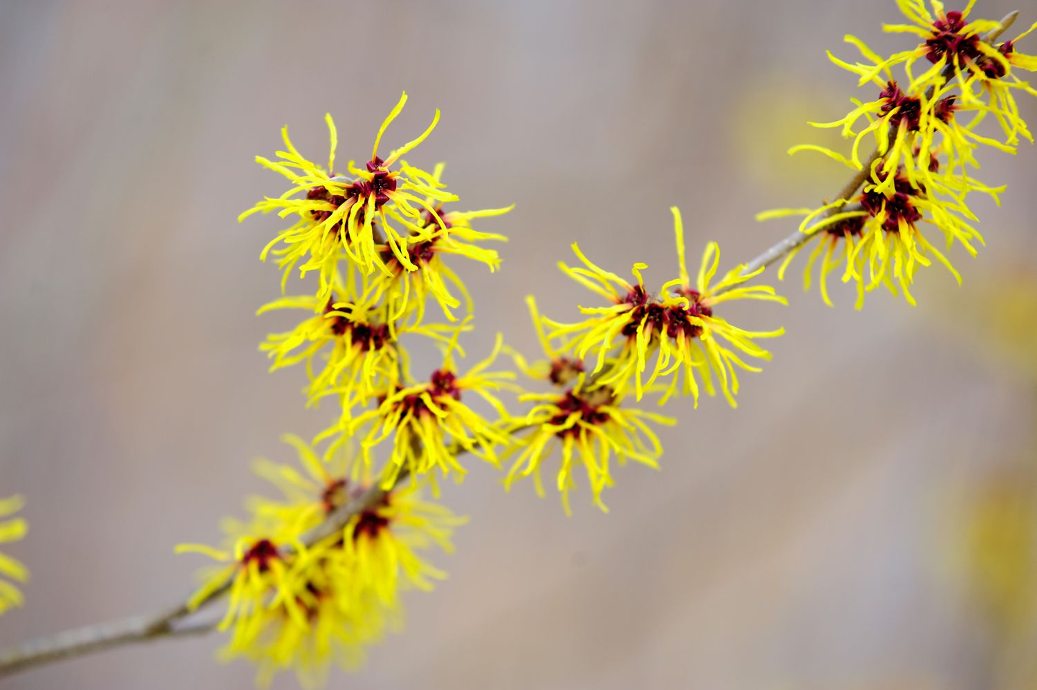 Branche d'hamamélis avec des fleurs jaunes