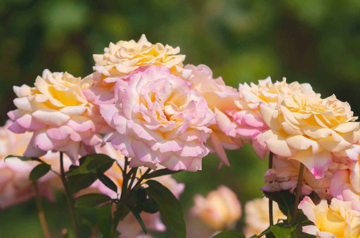 Vue de face de plusieurs roses de la paix roses