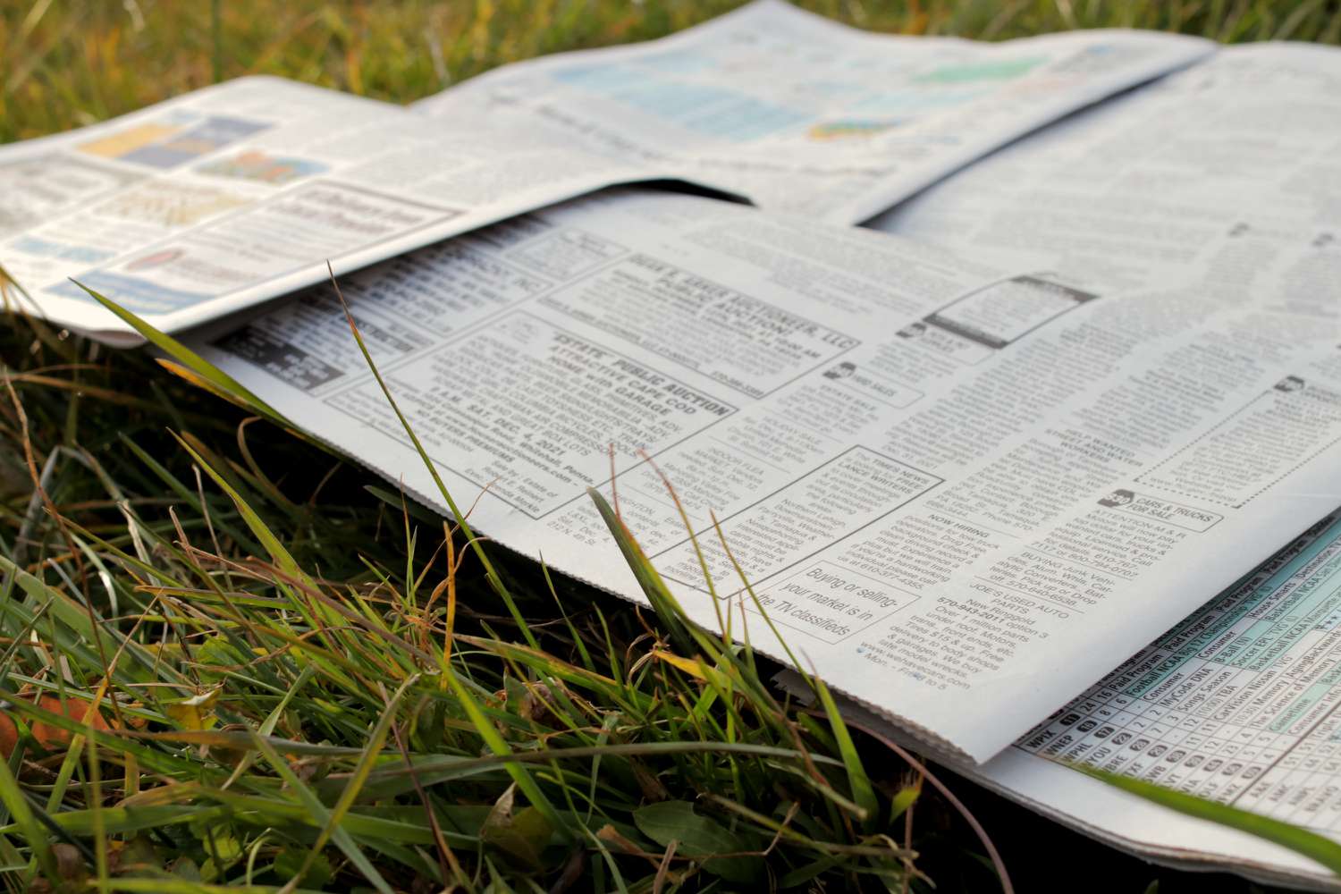 Vieux journaux posés sur le gazon pour l'étouffer 