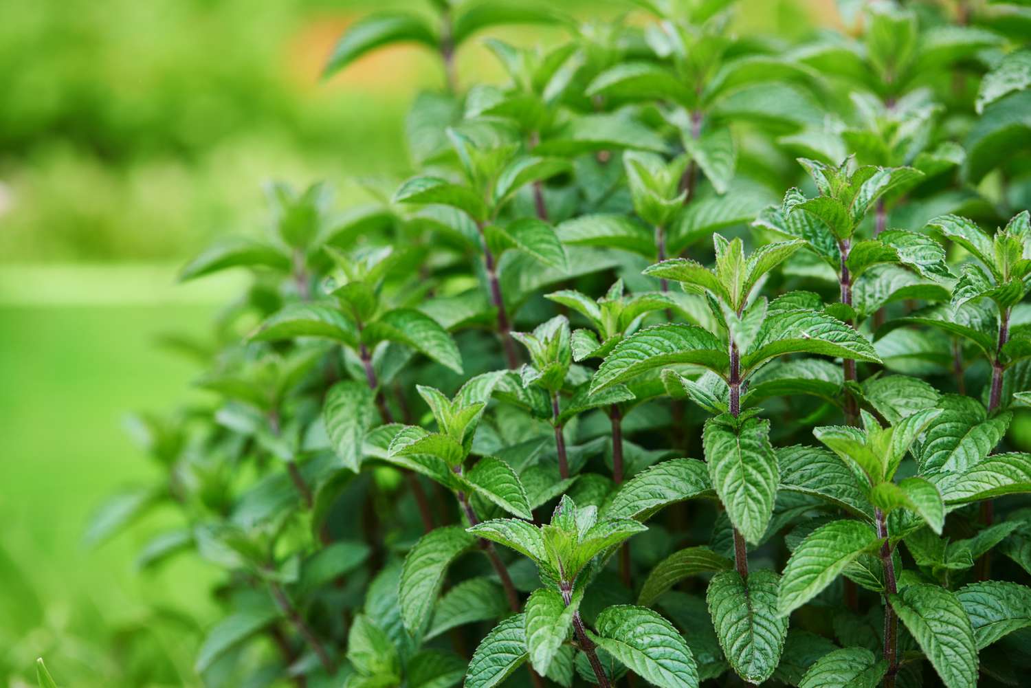 plante de menthe dans le jardin