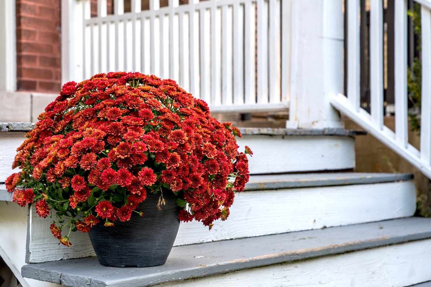 Des chrysanthèmes dans un nouveau pot