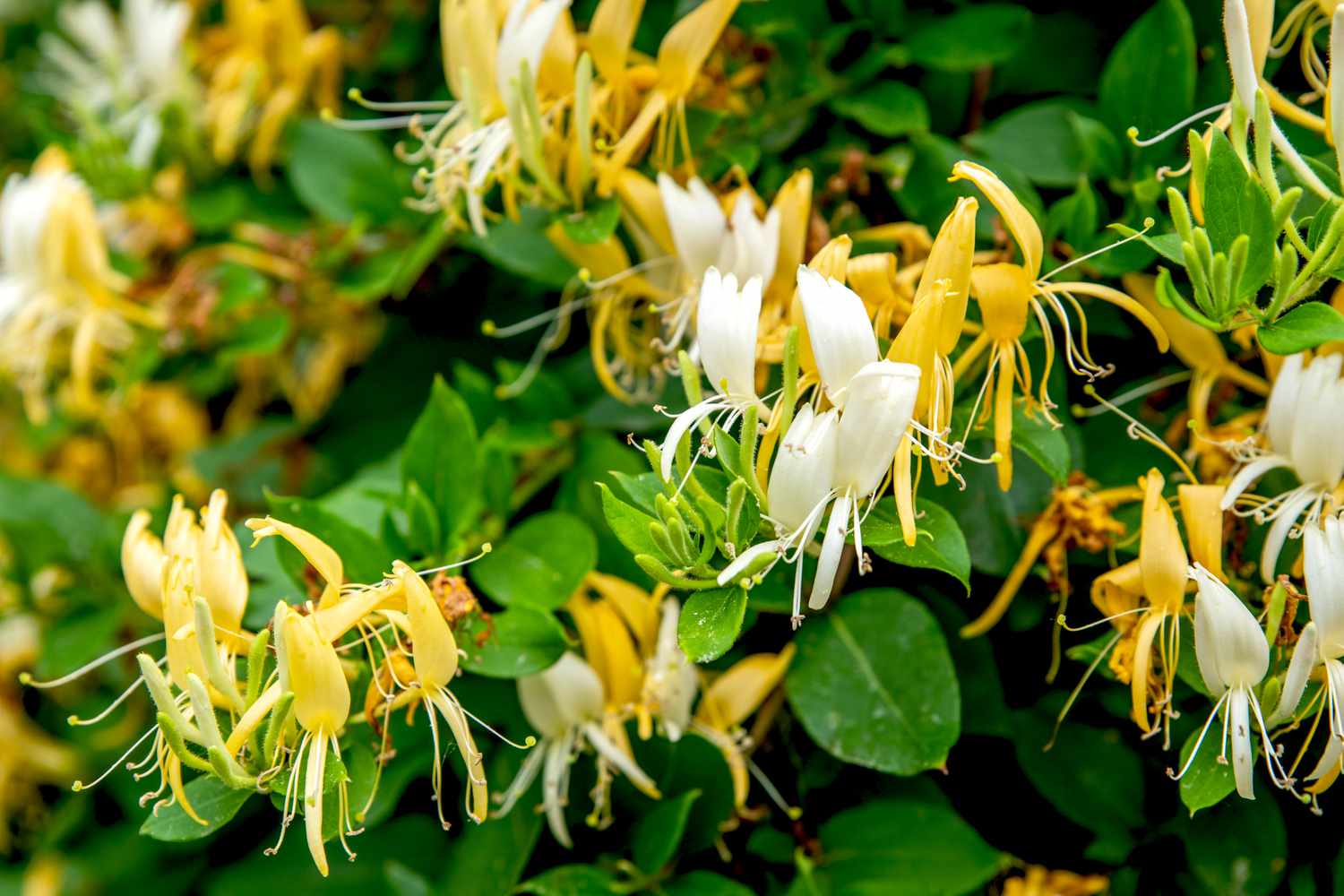 Chèvrefeuille japonais avec des fleurs bi-pétales jaunes et blanches entre les feuilles.