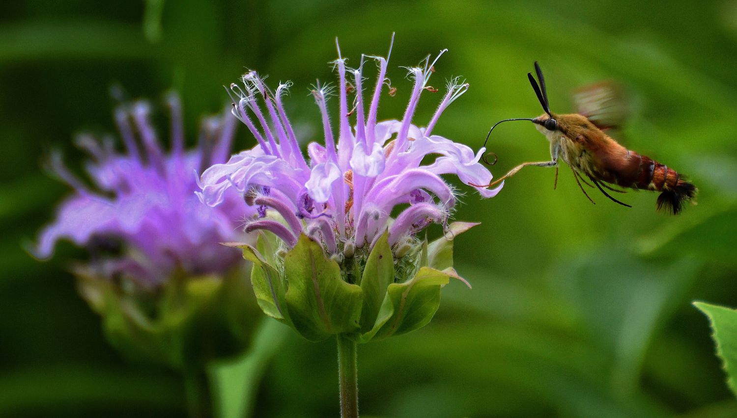 Colibri près d'une fleur violette