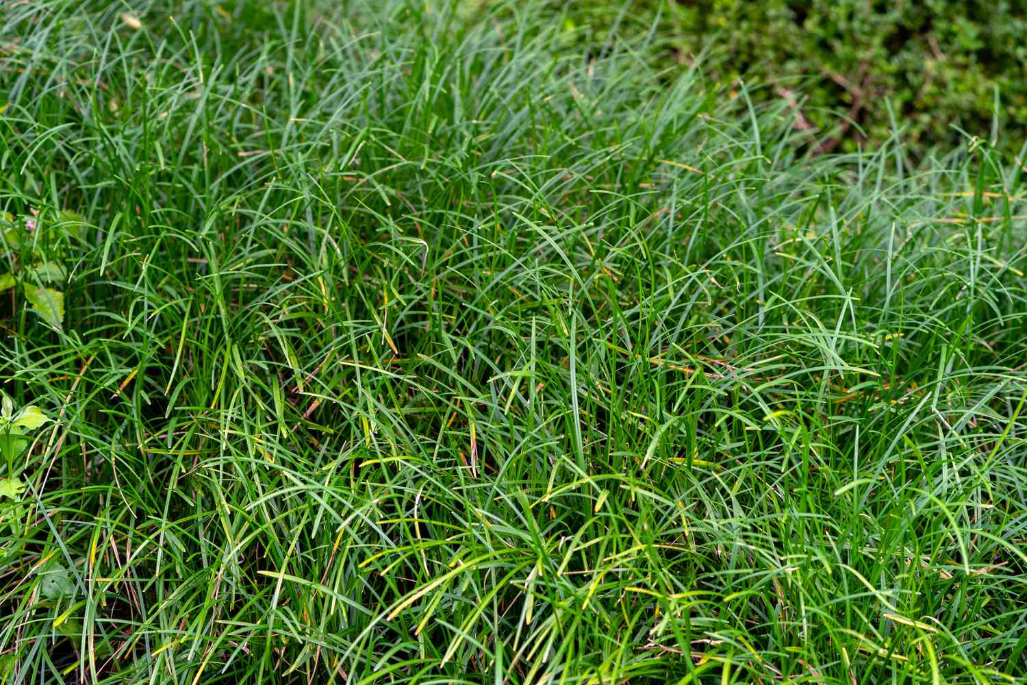 Vue avant en gros plan de l'herbe mondo