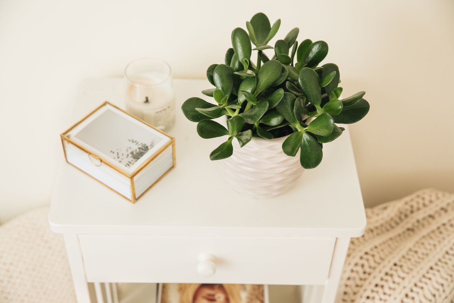 Une plante de jade sur une table de chevet