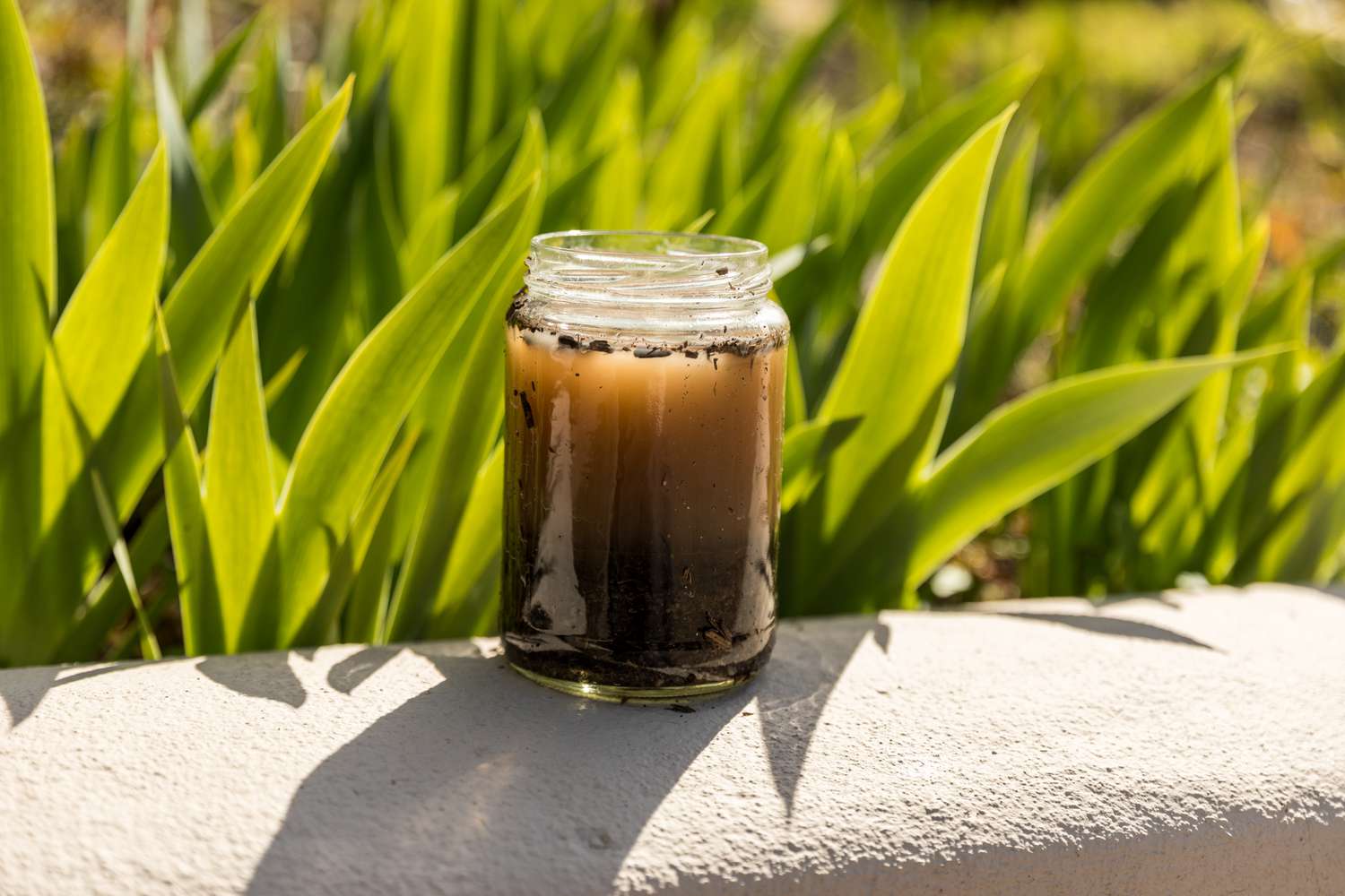 Gros plan sur le thé de compost dans un bocal en verre