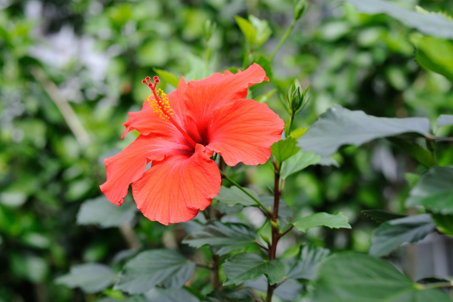 Hibiscus