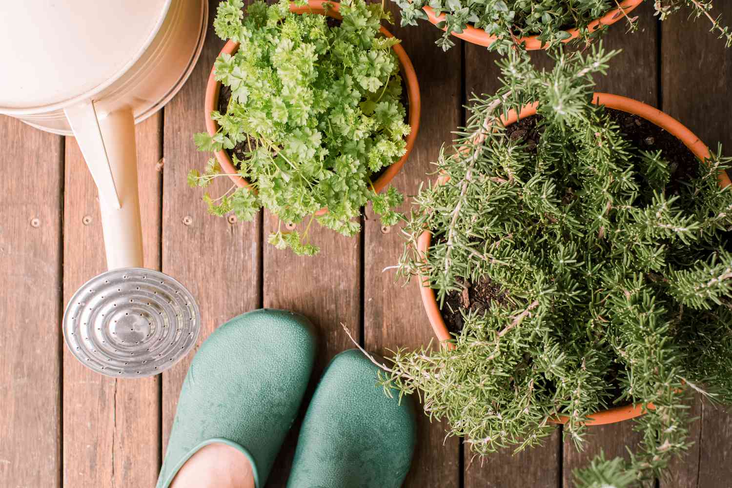 femme debout devant des sélections d'herbes