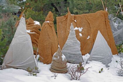 Devez-vous couvrir vos arbustes en hiver ? Pourquoi les experts pensent que vous pouvez sauter cette étape.