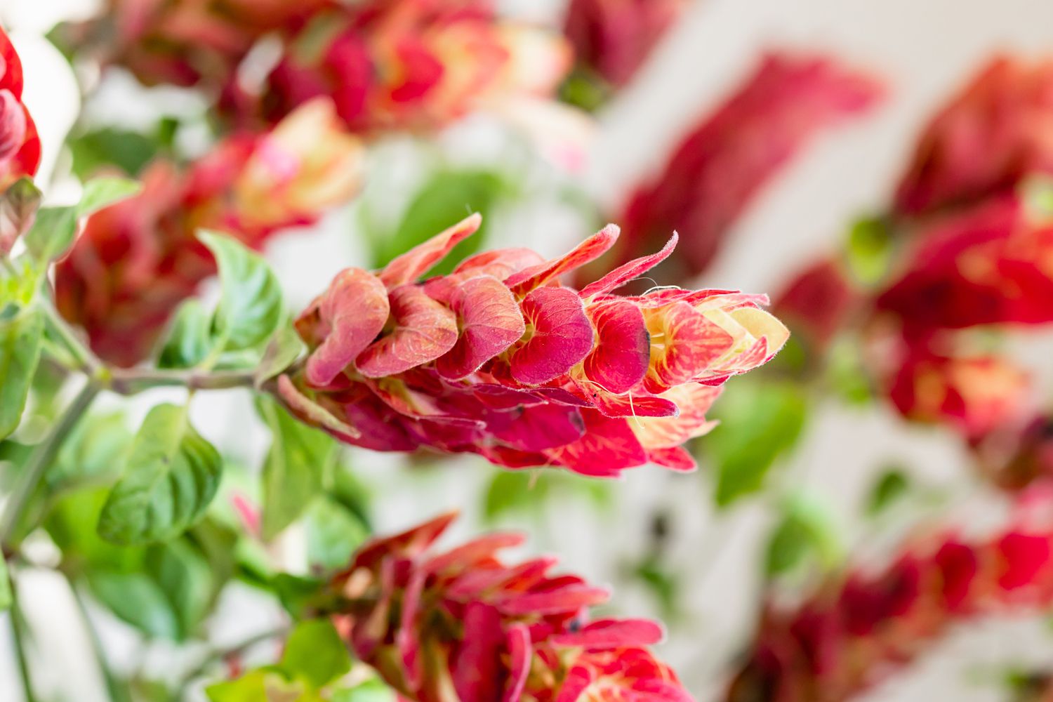 Tige de plante crevette Justicia brandegeana avec des bractées rouge et jaune en gros plan