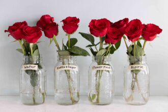 J’ai essayé 3 méthodes pour garder mes roses fraîches, et une s’est clairement démarquée.