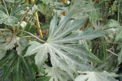 Comment cultiver et entretenir la Fatsia à toile d’araignée