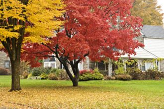 10 Tâches à Réaliser dès Maintenant pour Préparer Votre Pelouse et Votre Jardin pour l’Automne